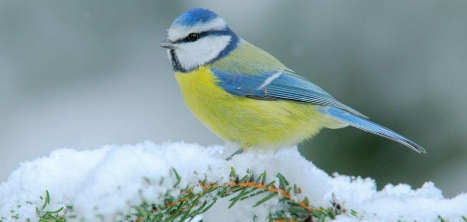 'Буде більше опадів': синоптикиня попередила про 'сюрпризи' у середині грудня й пояснила, чи чекати сильних морозів