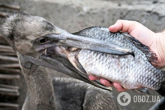 В зоопарке Киева произошло пополнение в семье редких краснокнижных розовых пеликанов. Фото и видео