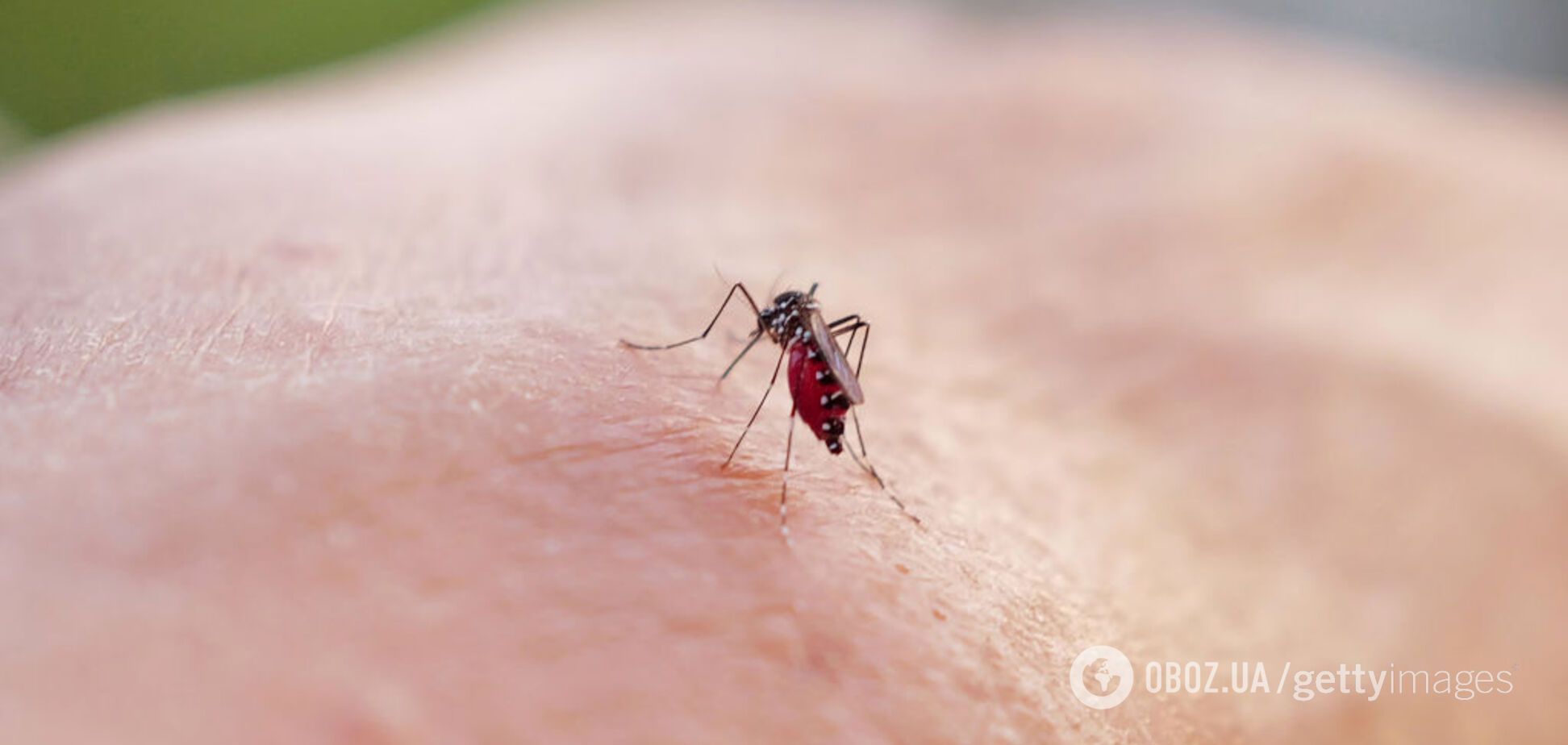 Почему комары кусают одних людей чаще, чем других: результаты исследования