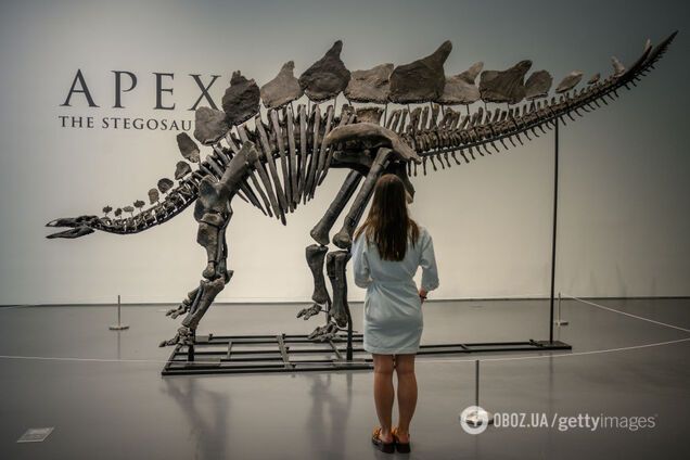 Найдорожчу скам’янілість динозавра показали на виставці в Нью-Йорку: який вигляд має стегозавр Aпекс за $45 мільйонів. Фото