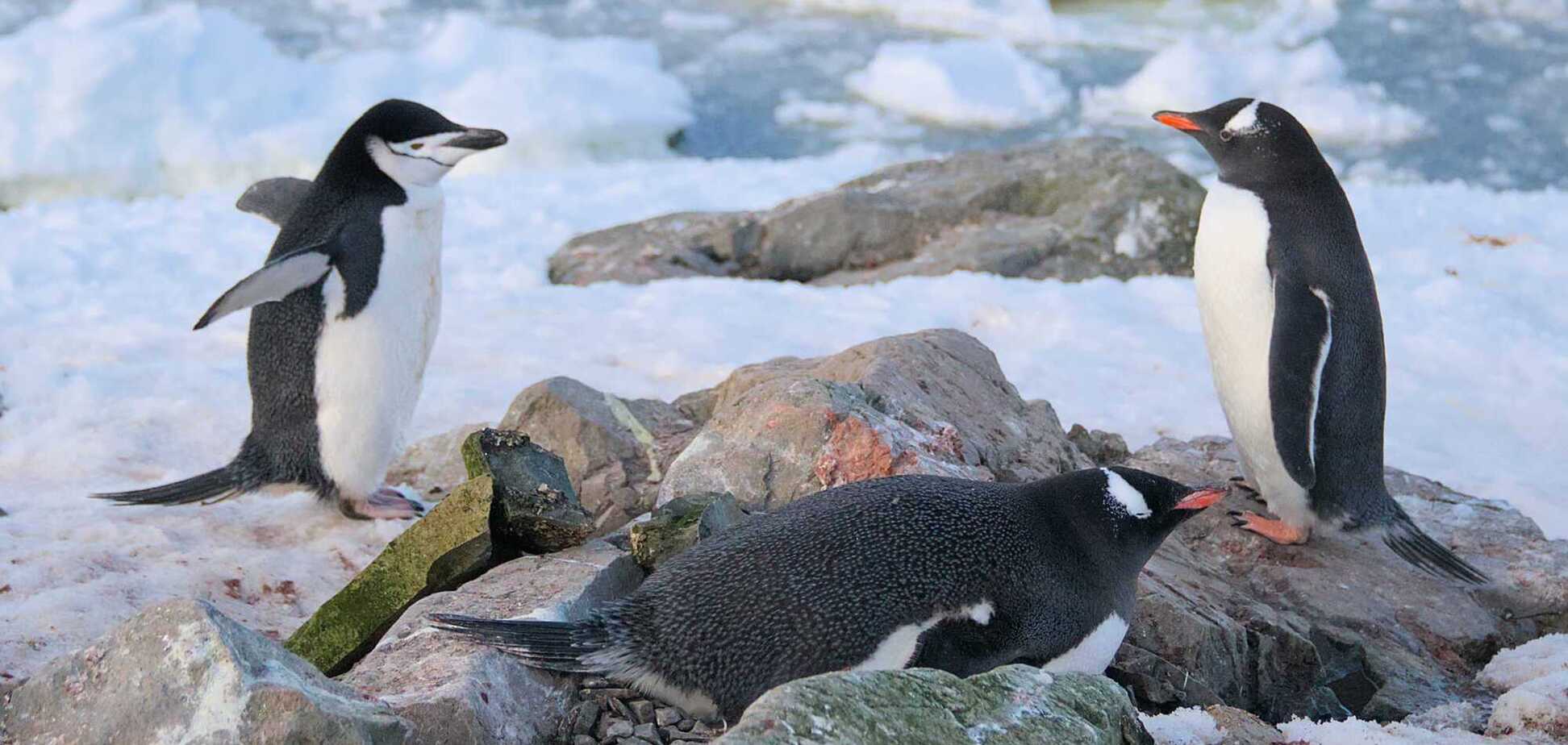 К пингвинам возле 'Вернадского' пришел строгий полицейский: фото заставят вас улыбнуться