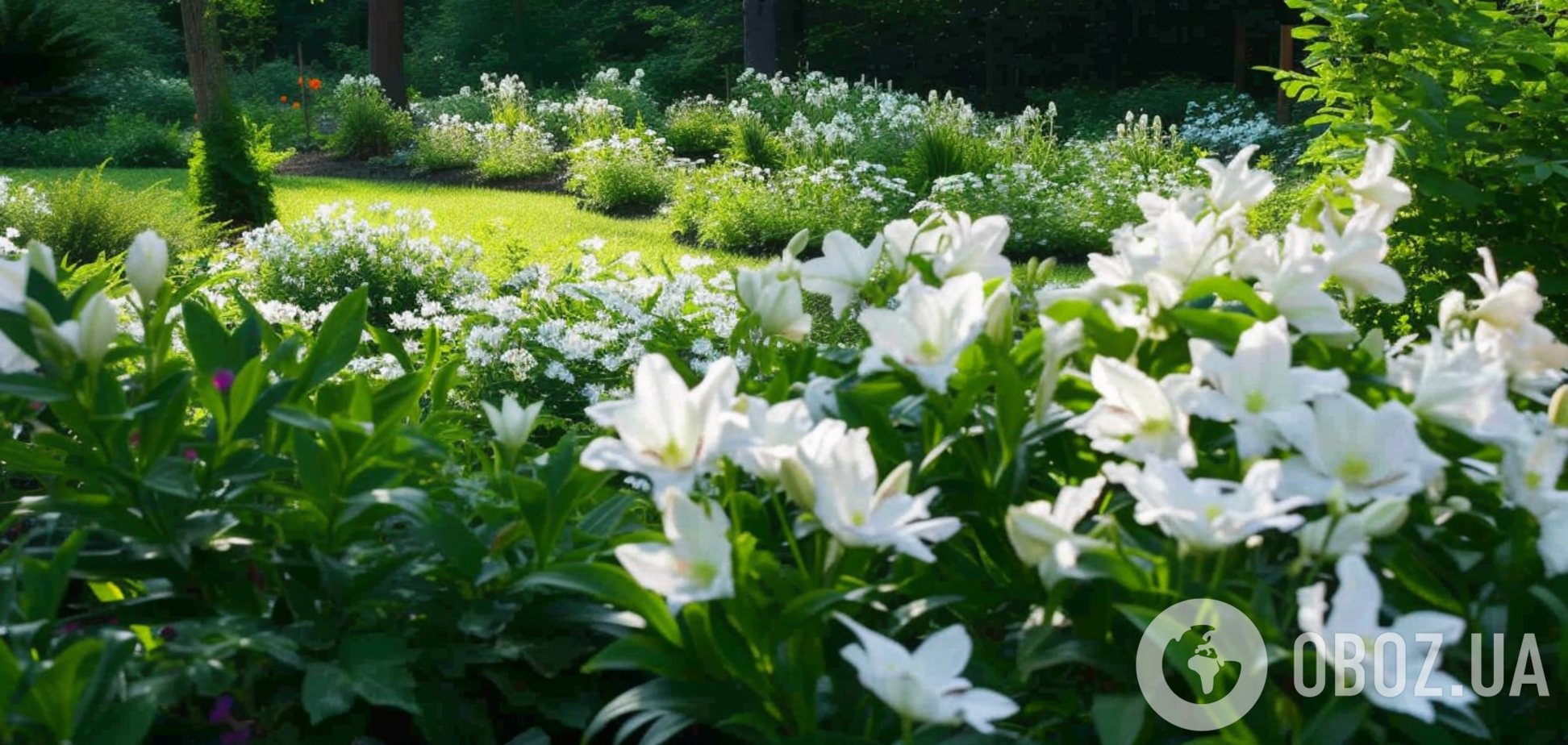 Будут невероятно выглядеть: какие белые цветы лучше всего подходят для сада