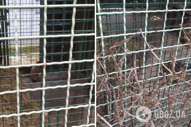 На Киевщине уже проснулся сурок Викентий: что это значит