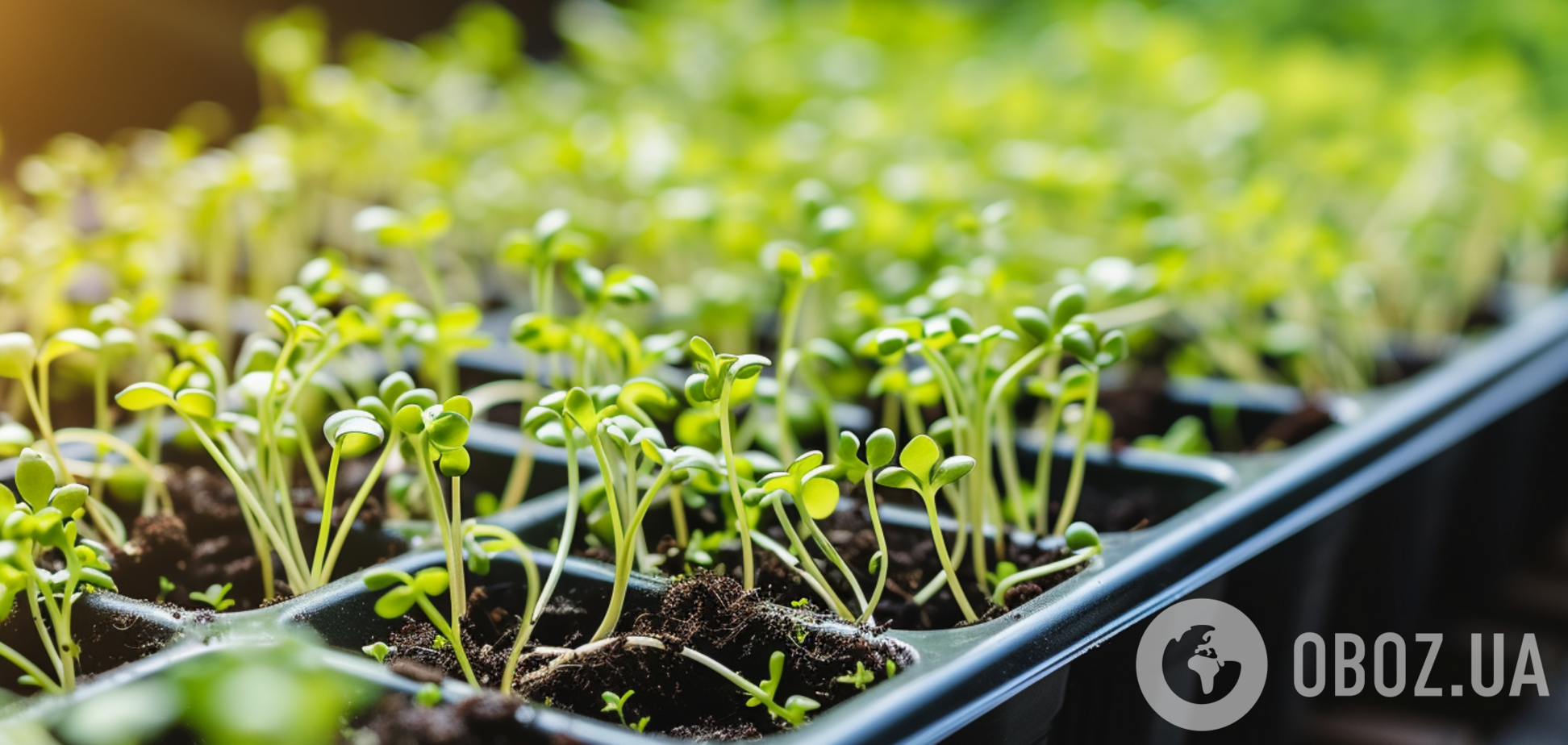 В чем лучше выращивать рассаду: советы дачникам