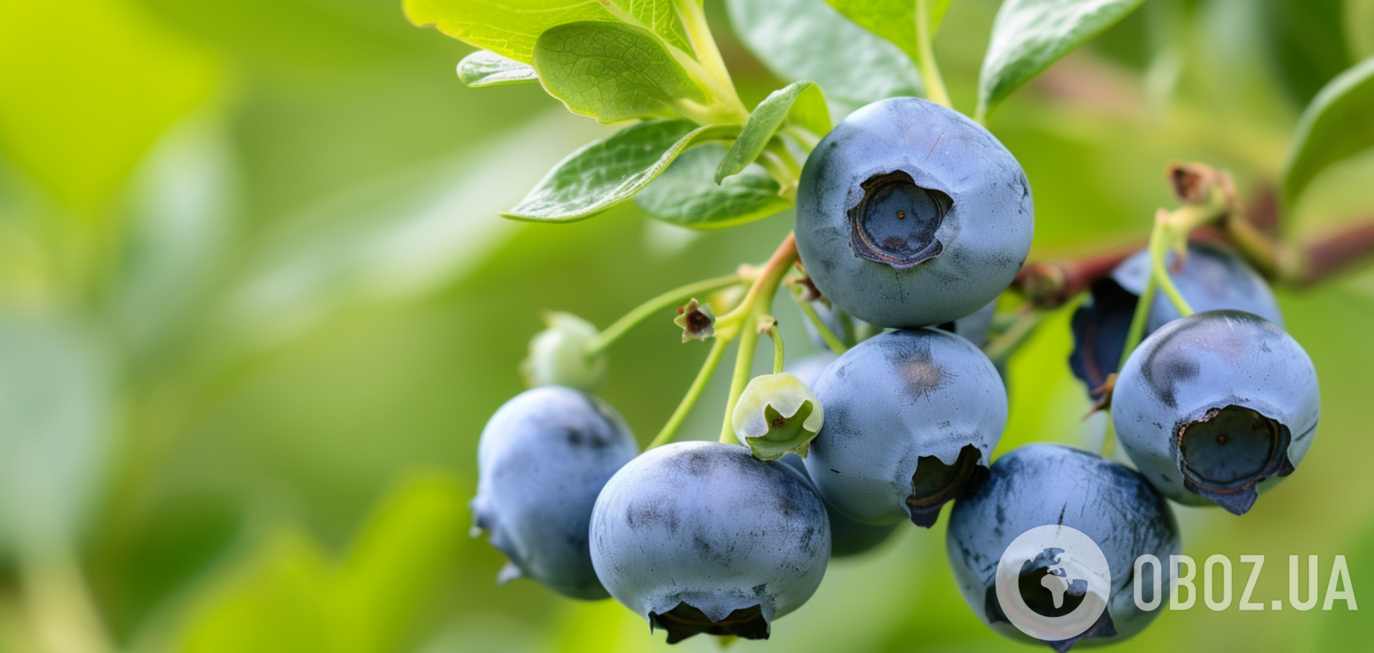 Как вырастить голубику в саду: как правильно посадить и ухаживать