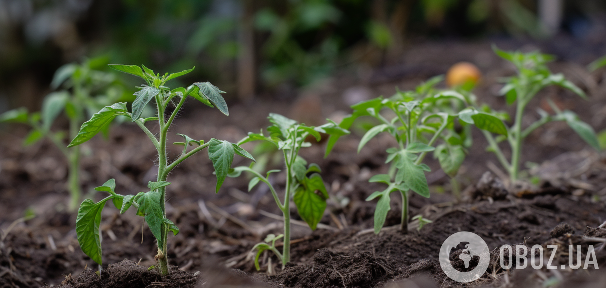 В какую почву высадить рассаду томатов и чем подкармливать: полезные советы