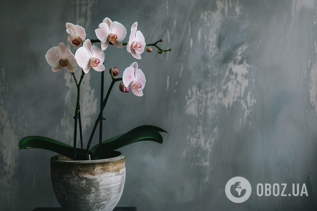 Як доглядати за вередливими орхідеями в лютому і не 'вбити' квітку 