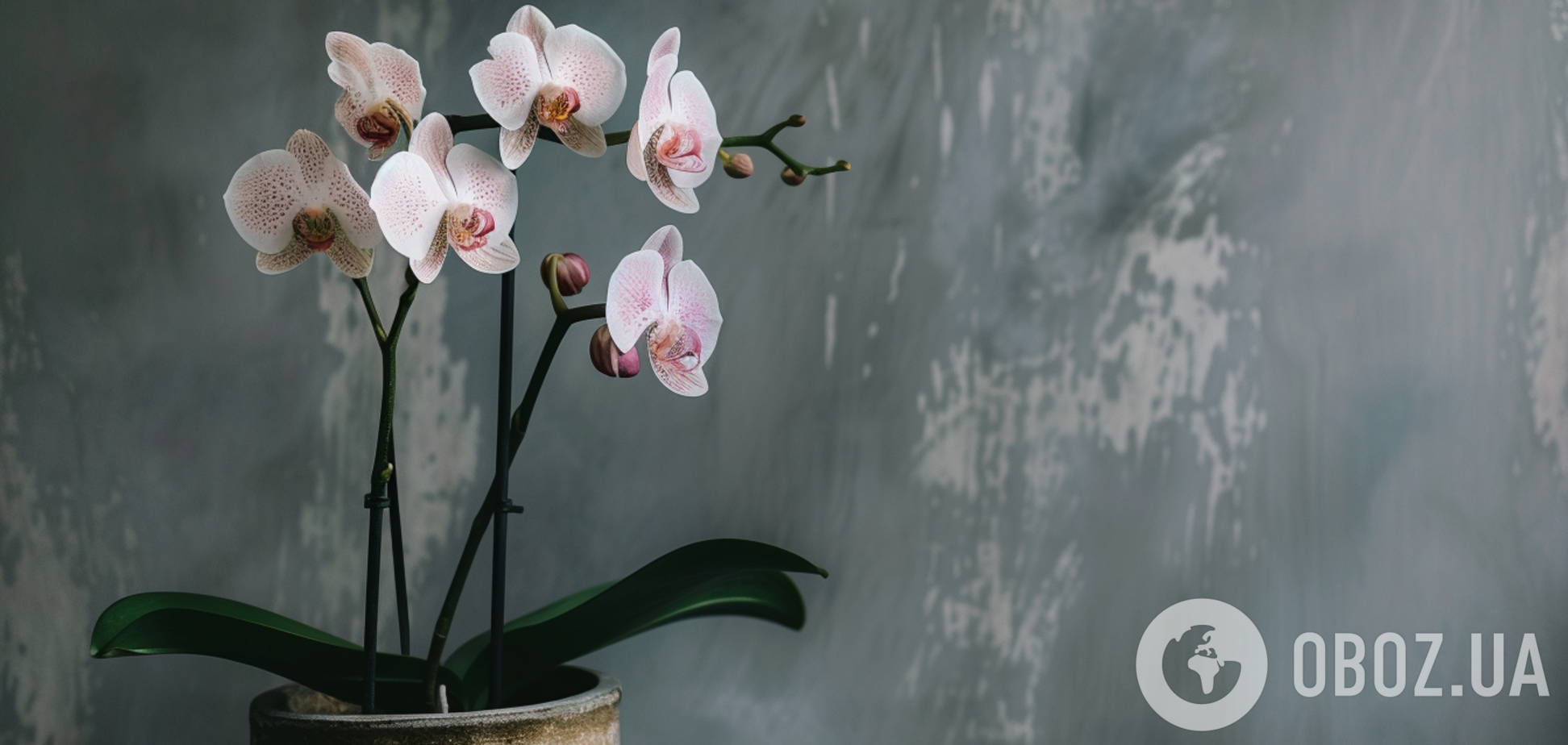 Как ухаживать за привередливыми орхидеями в феврале и не 'убить' цветок