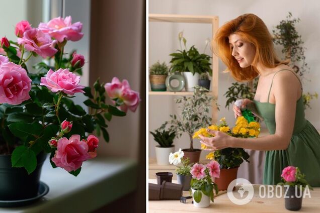 Какие цветы подарить на День Валентина: 6 комнатных растений, которые с легкостью заменят букет и будут стоять годами