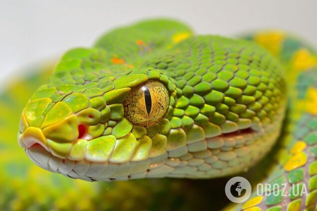 Только люди с суперзрением увидят змею на картинке с арбузами: испытайте себя