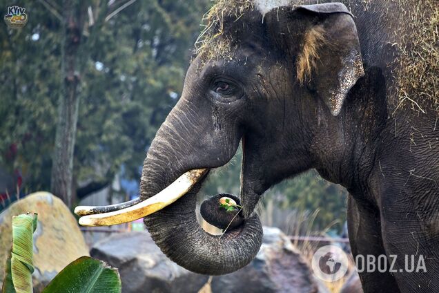 У зоопарку святкують день народження слона Хорса