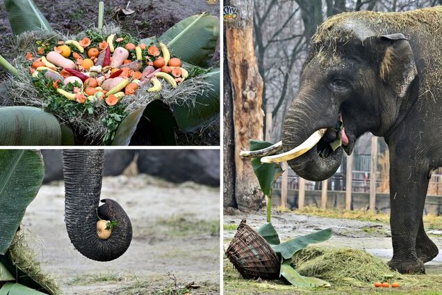 У зоопарку святкують день народження слона Хорса
