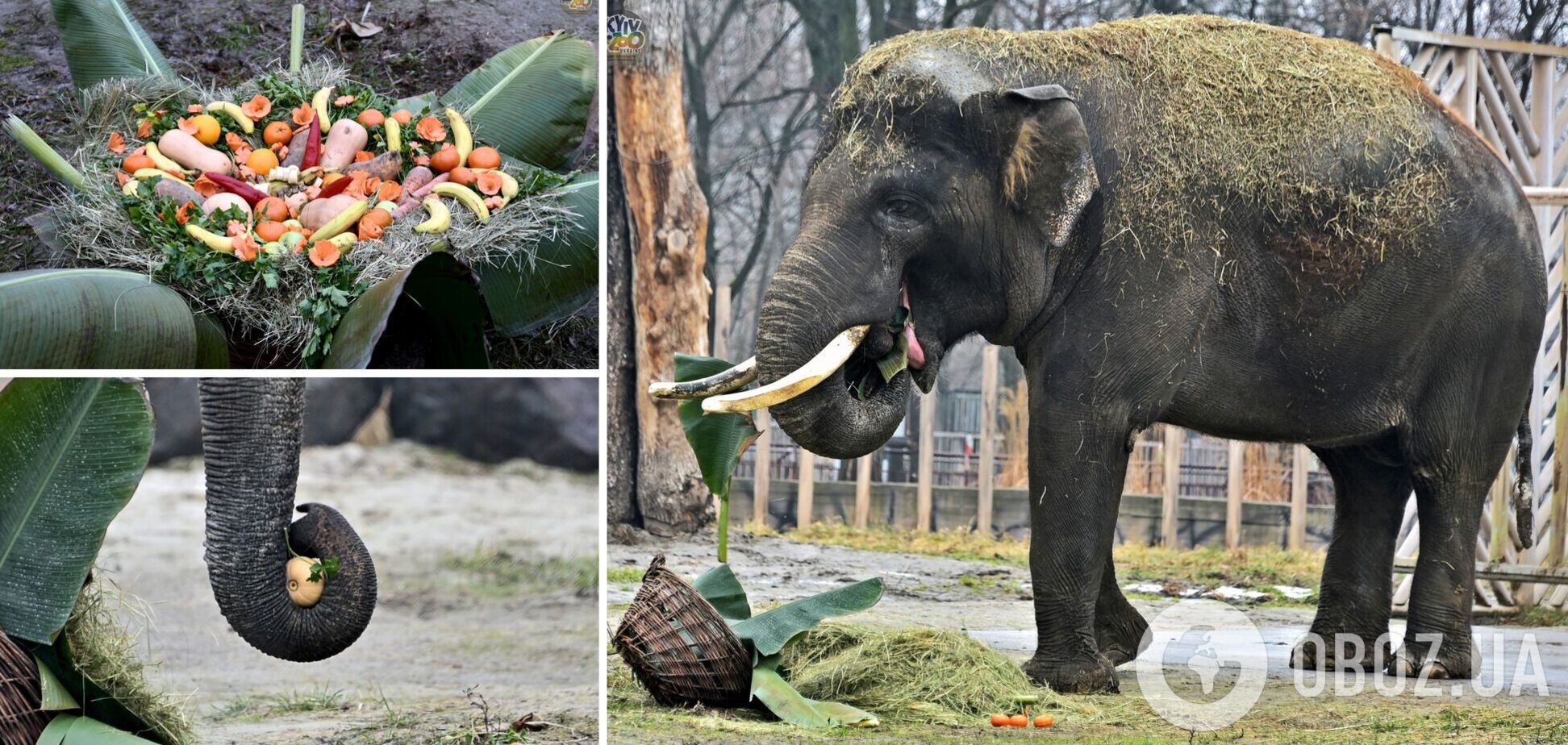 В зоопарке празднуют день рождения слона Хорса