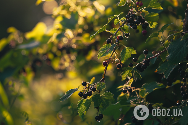Чим підживити смородину одразу після зими і яких помилок варто уникати