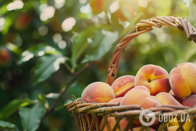 Урожай буде вдвічі більшим: коли треба обрізати персик у 2024 році