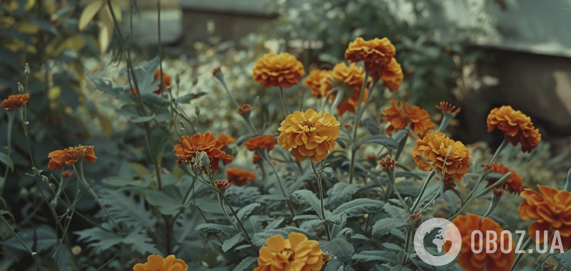 Когда сеют бархатцы: как правильно это сделать