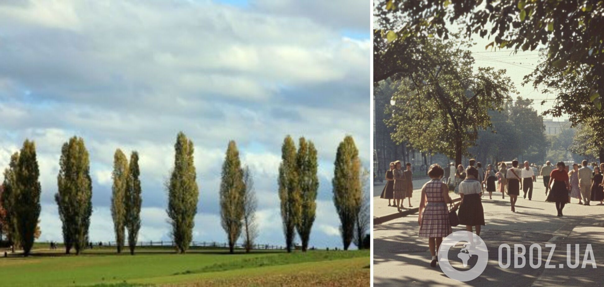 Почему в СССР массово сажали тополя: были в каждом дворе