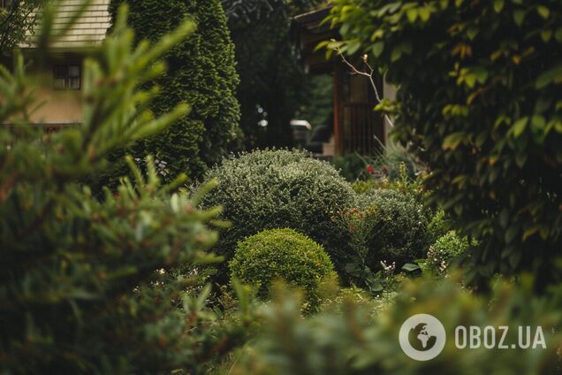 Які багаторічні кущі обрати для саду: гості будуть в захваті