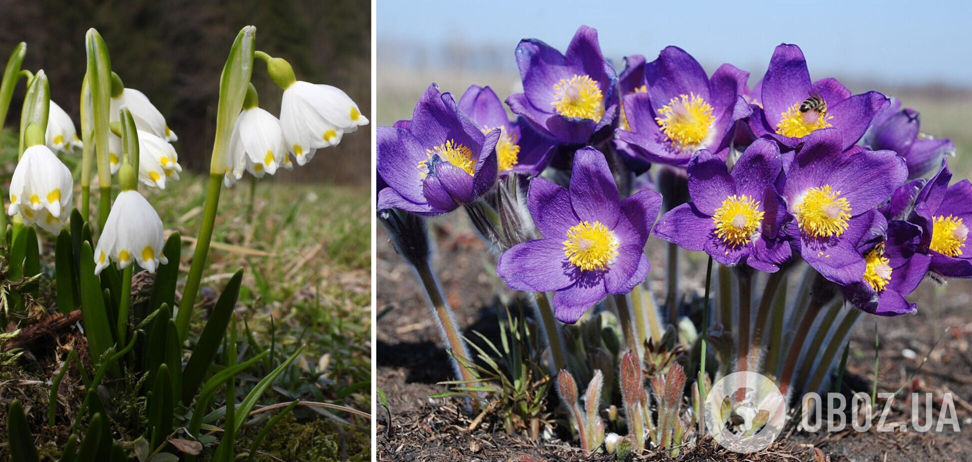 Українців штрафують за торгівлю квітами