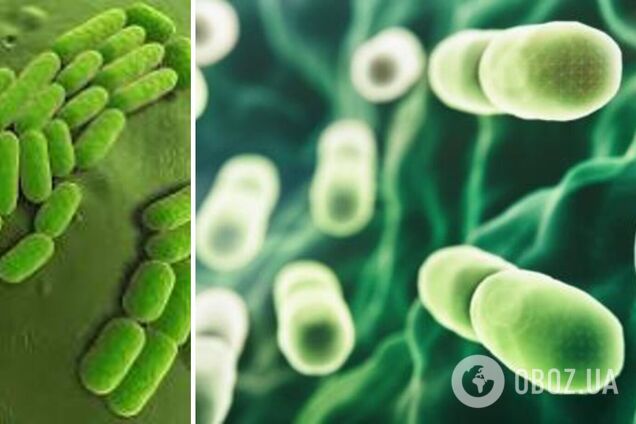 На глубине 1250 м обнаружили бактерии, способные превращать углекислый газ в кристаллы: что о них известно