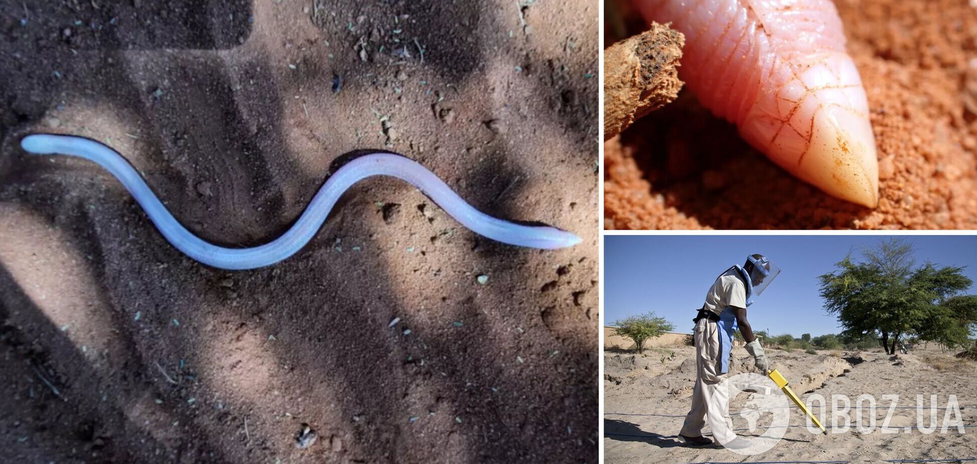 Сфотографирована сомалийская остроносая амфисбена