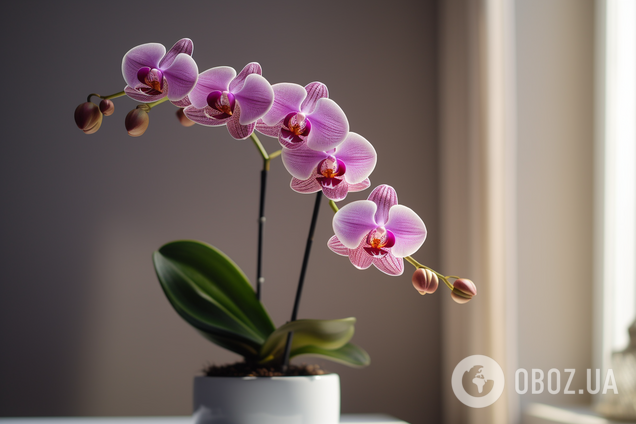 Як зробити, щоб орхідея постійно викидала нові квітконоси: коли треба обрізати