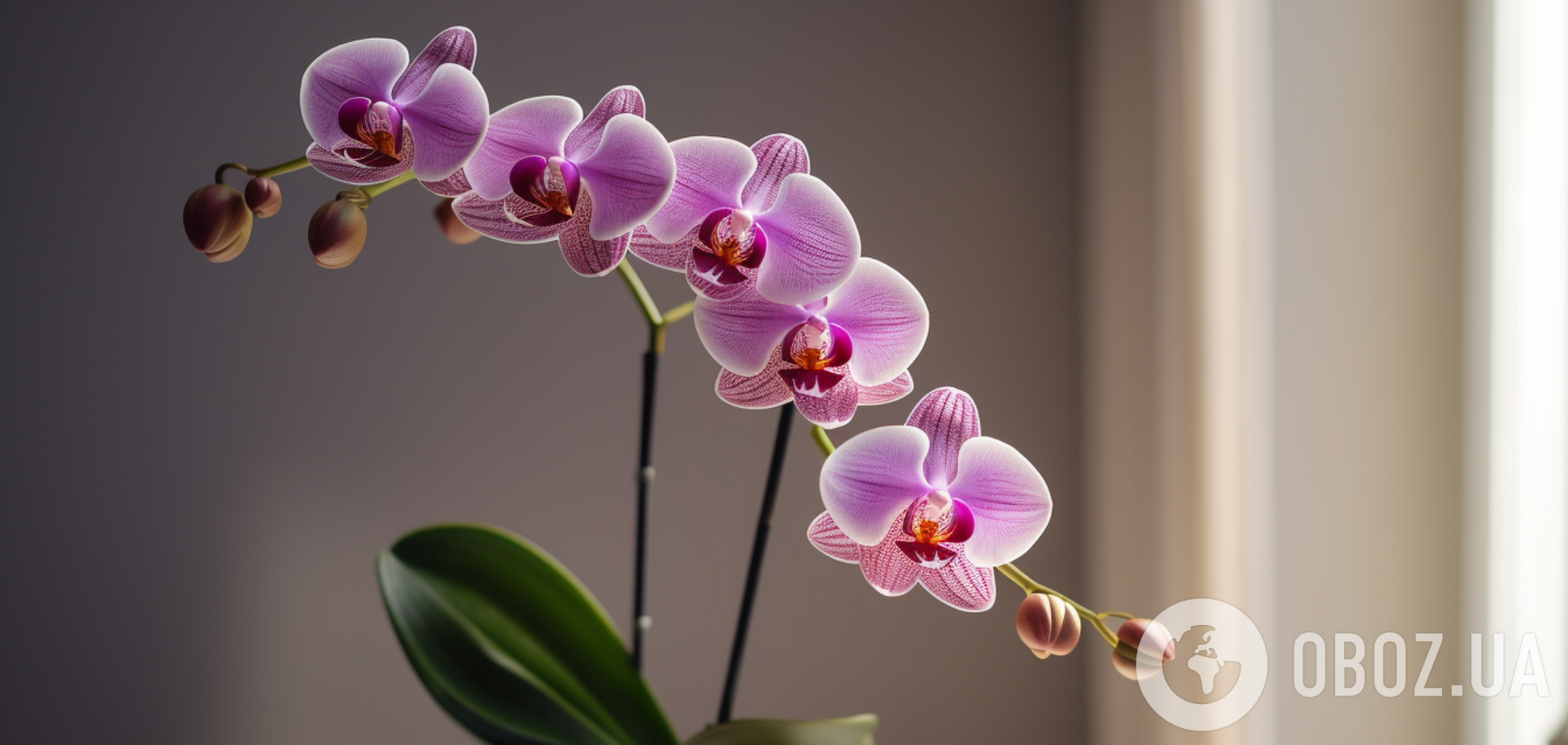 Как сделать, чтобы орхидея постоянно выбрасывала новые цветоносы: когда нужно обрезать 