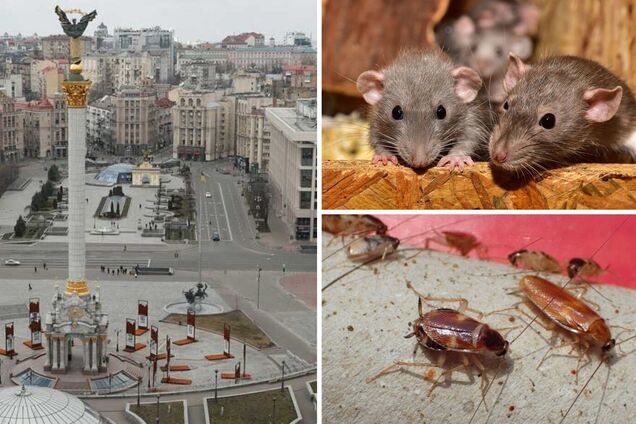 Правий берег столиці є більш проблемним у плані шкідників
