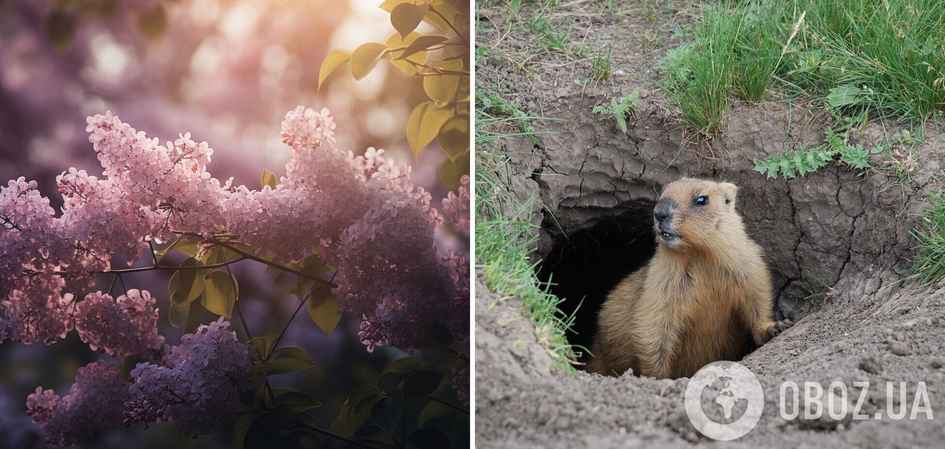 С Днем сурка: смешные поздравления в стихах и прозе, картинки