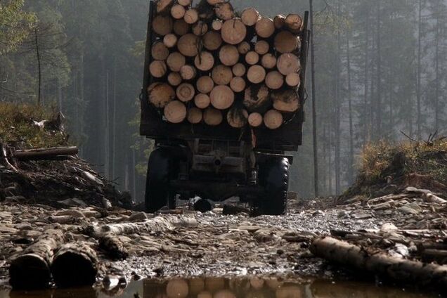 Деревообрабатывающие предприятия предупредили власти, что не будут покупать древесину из-за блокады границ и высоких цен