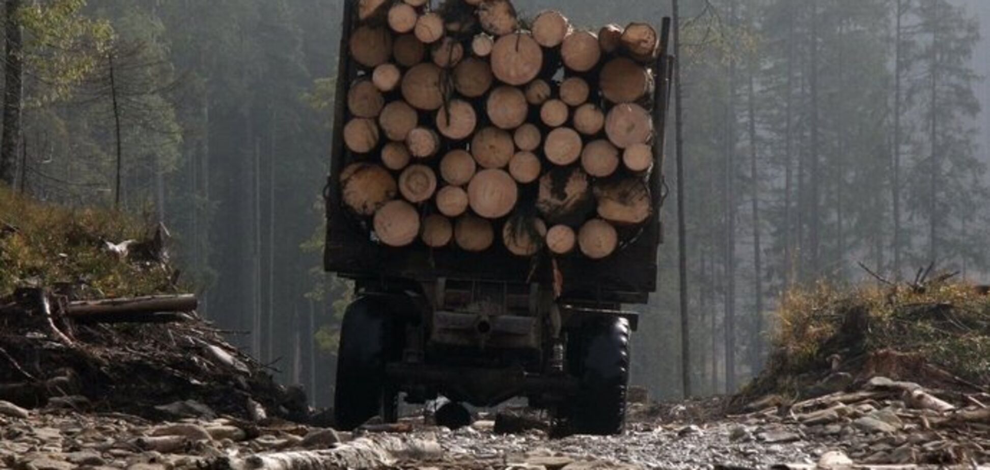 Деревообробні підприємства попередили владу, що не купуватимуть деревину через блокаду кордонів та високі ціни