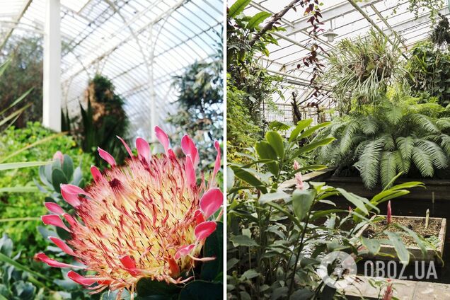 Едем исследовать флору мира: топ ботанических садов Украины
