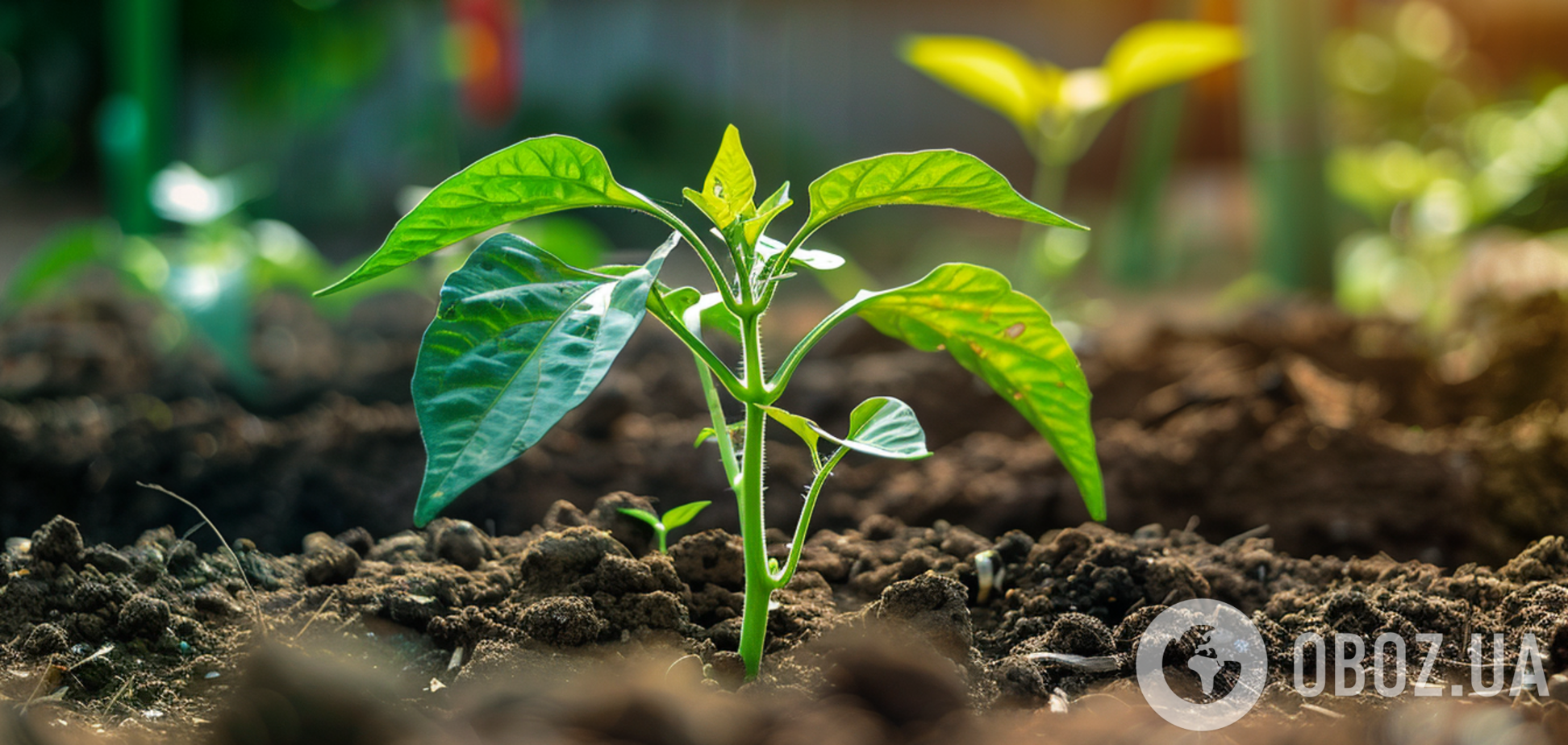 Перець здивує урожаєм: коли треба сіяти на розсаду. Посівний календар