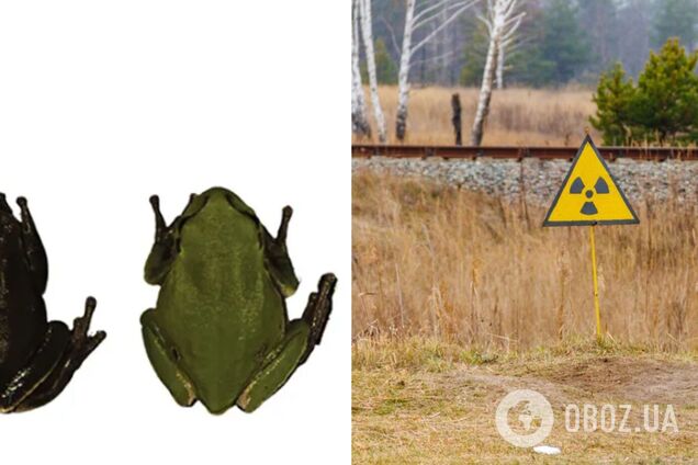 У Чорнобилі знайшли жаб, які мутували, щоб захиститися від радіації. Фото