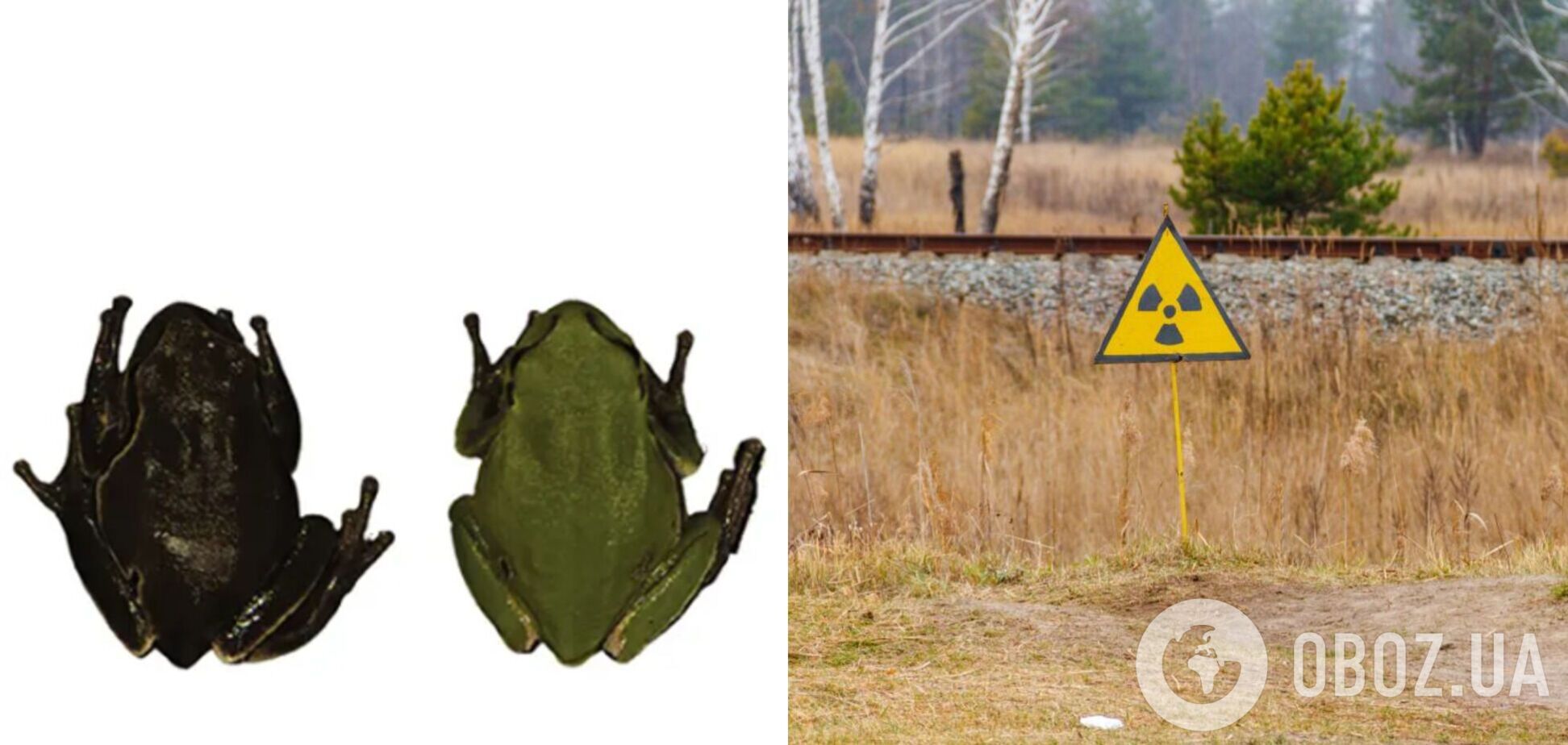 У Чорнобилі знайшли жаб, які мутували, щоб захиститися від радіації. Фото