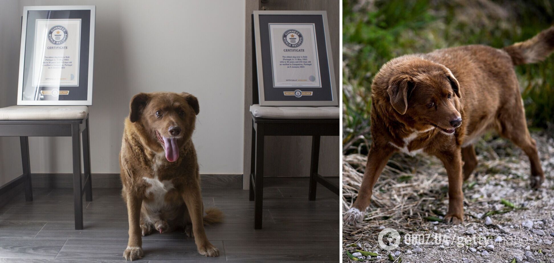 Найстарішого собаку в історії позбавили титулу Книги рекордів Гіннеса після перевірки доказів
