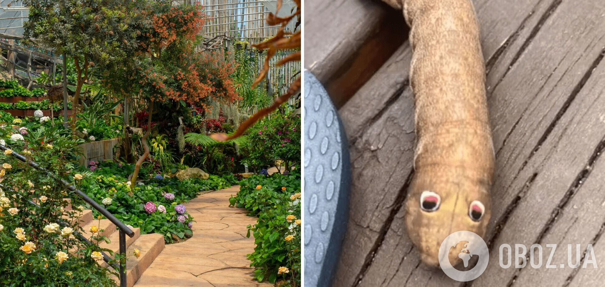 Будто из какого-нибудь мультика. Австралийка обнаружила во дворе странное существо с розово-черными глазами: фото шокировало всех