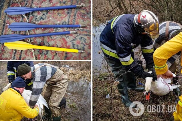 Неизвестные ранили птицу