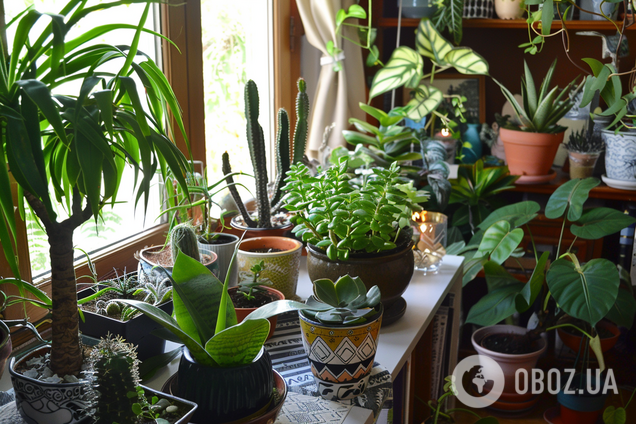 Займають зовсім мало місця: найкращі кімнатні рослини для маленького помешкання