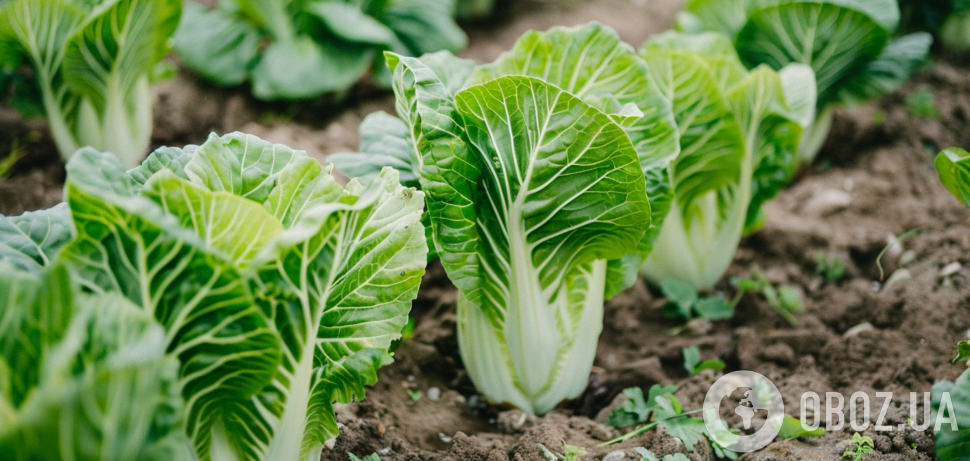Як виростити на городі пекінську капусту: коли сіяти і як правильно доглядати