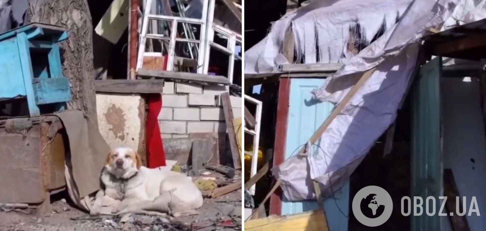 До слез: сеть тронуло видео с псом, вернувшимся на руины дома в Днепре, уничтоженного российским ударом