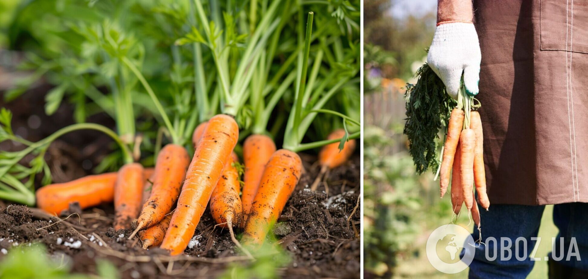 Як виростити моркву солодкою і рівною: поради дачникам