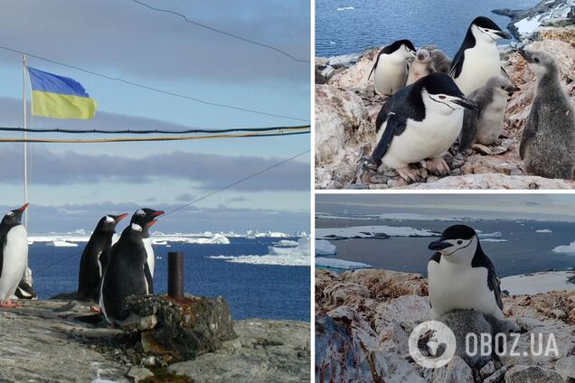 Такого ще не було: українські полярники показали унікальне відео із антарктичними пінгвінятами