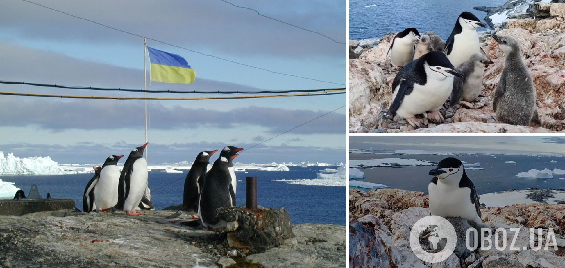 Такого еще не было: украинские полярники показали уникальное видео с антарктическими пингвинятами