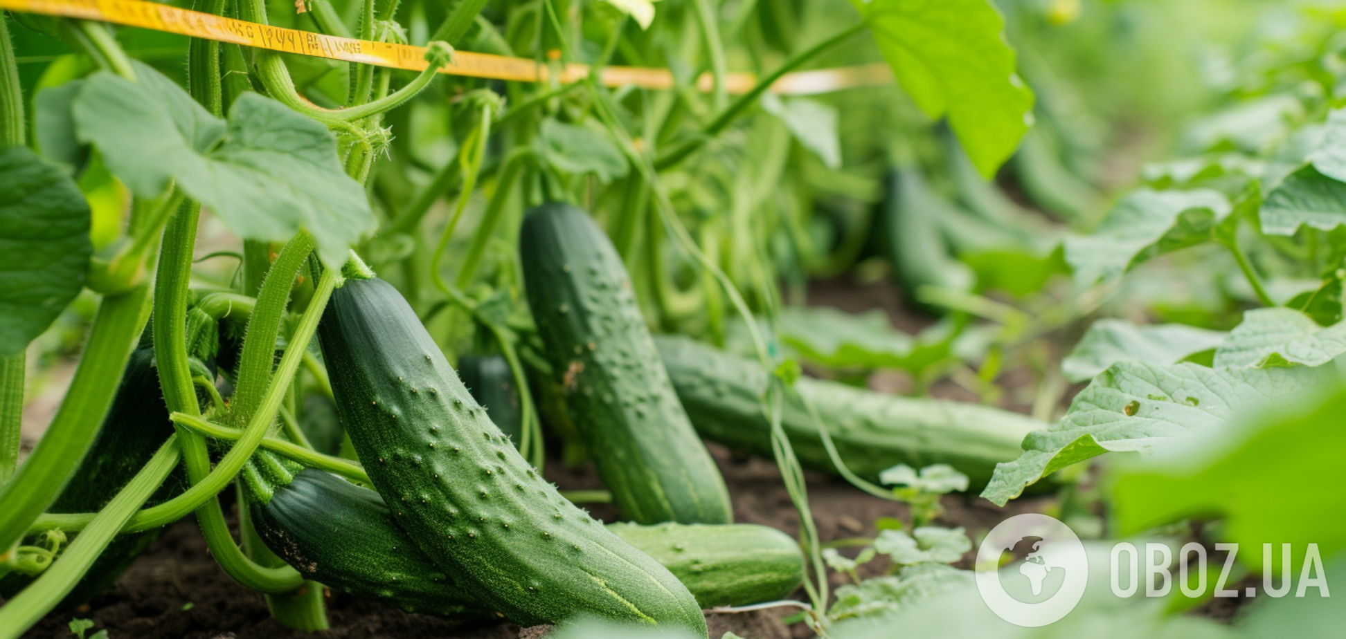 Як треба поливати огірки, щоб не виросли гіркими: поради