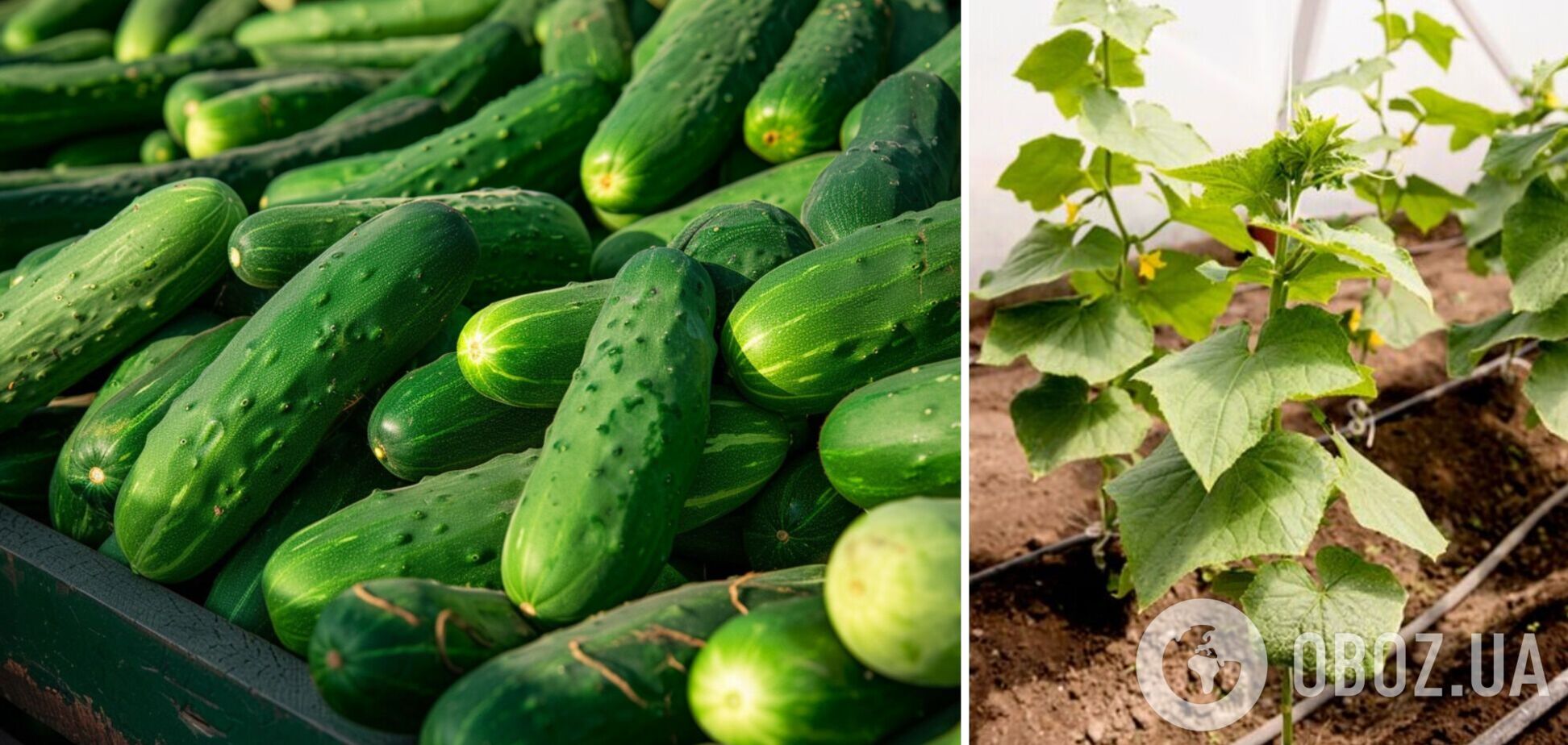 Як отримати урожай огірків вже у травні: хитрощі дачників  