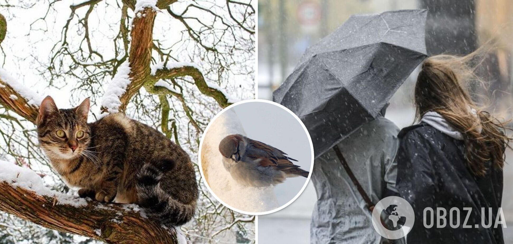 Потепление до +16 градусов и сильный ветер: синоптики дали прогноз погоды на среду, 7 февраля