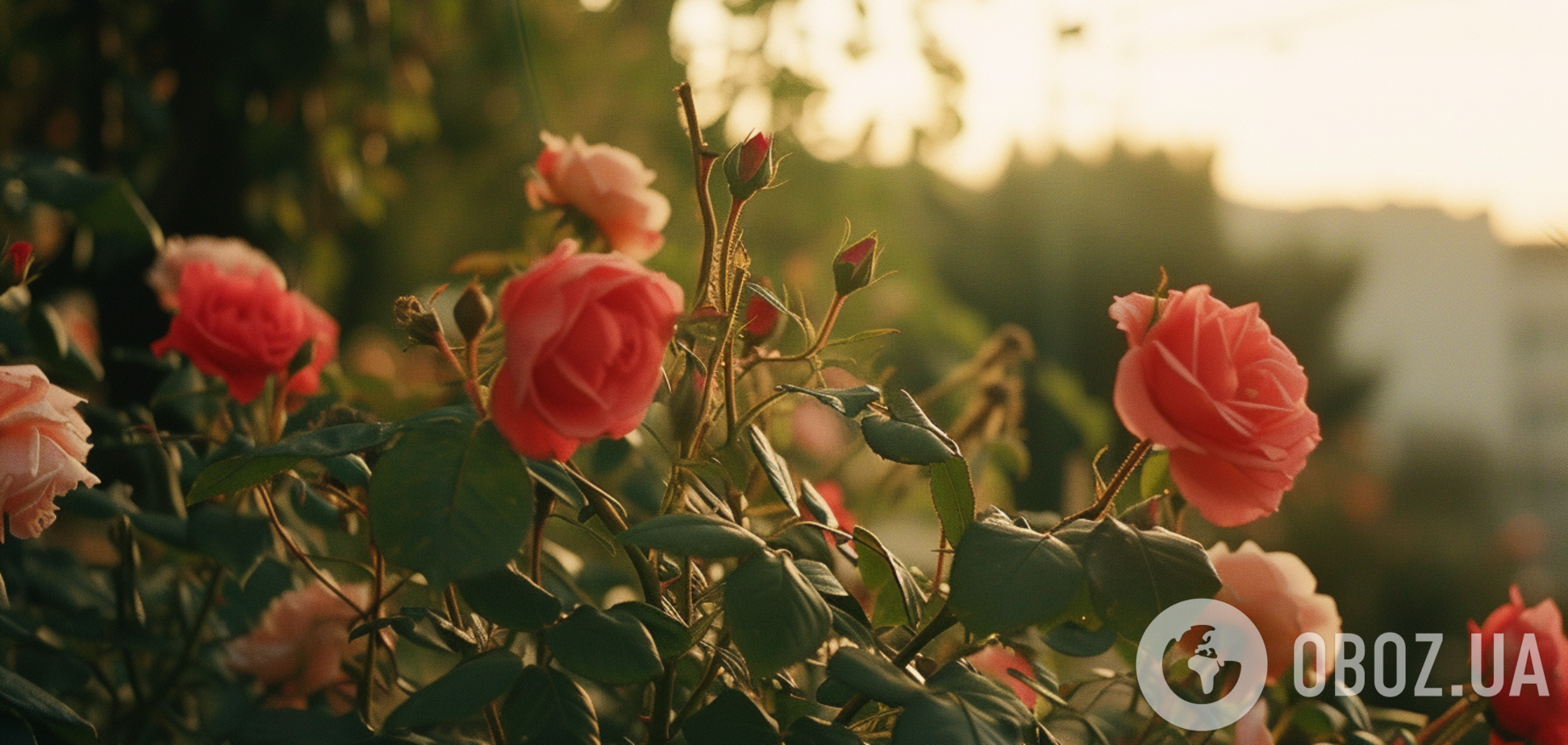 Одна ошибка – и цветы исчезнут: что нужно сделать с кустами роз в феврале