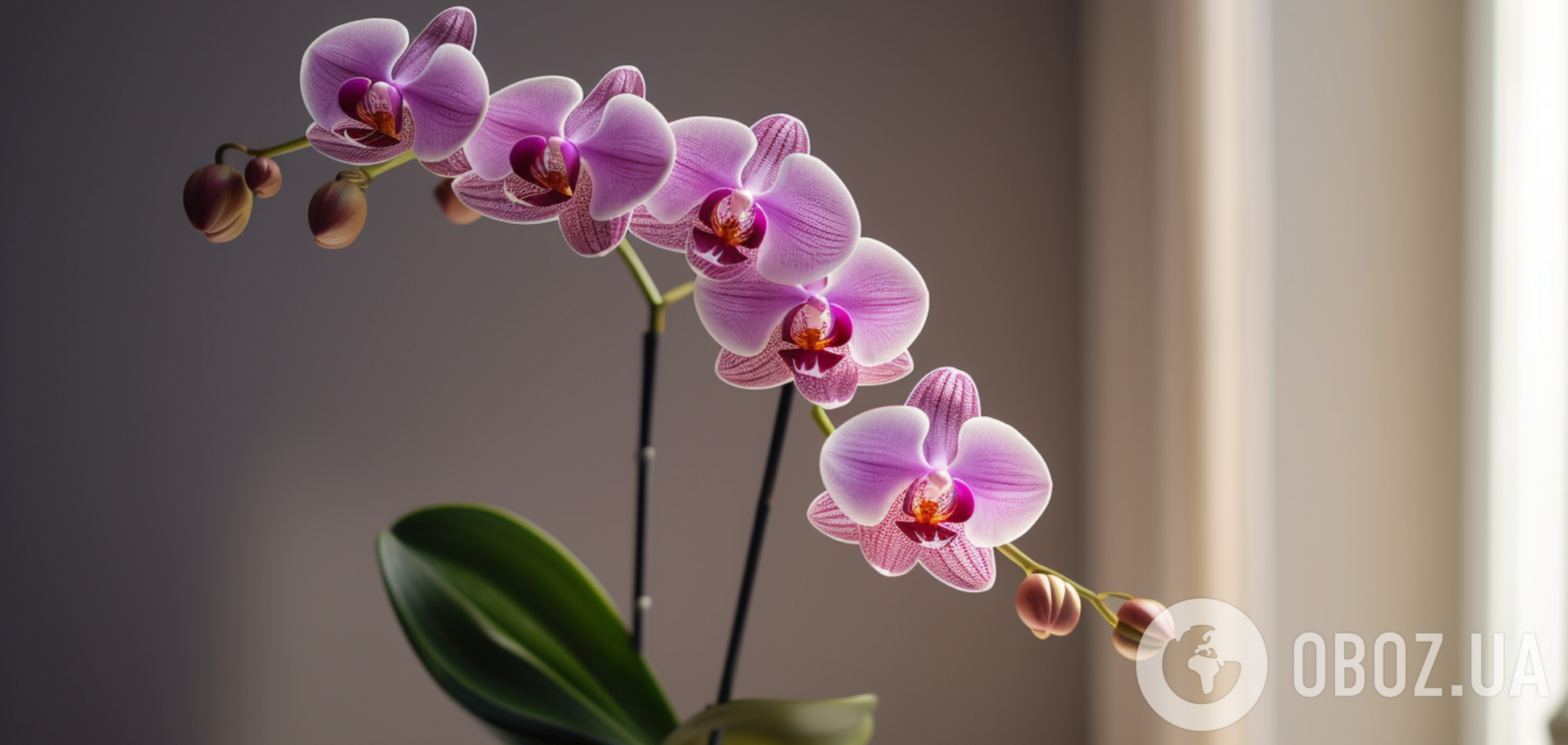 Чим підживити орхідею, аби вона зацвіла: два нехитрих методи
