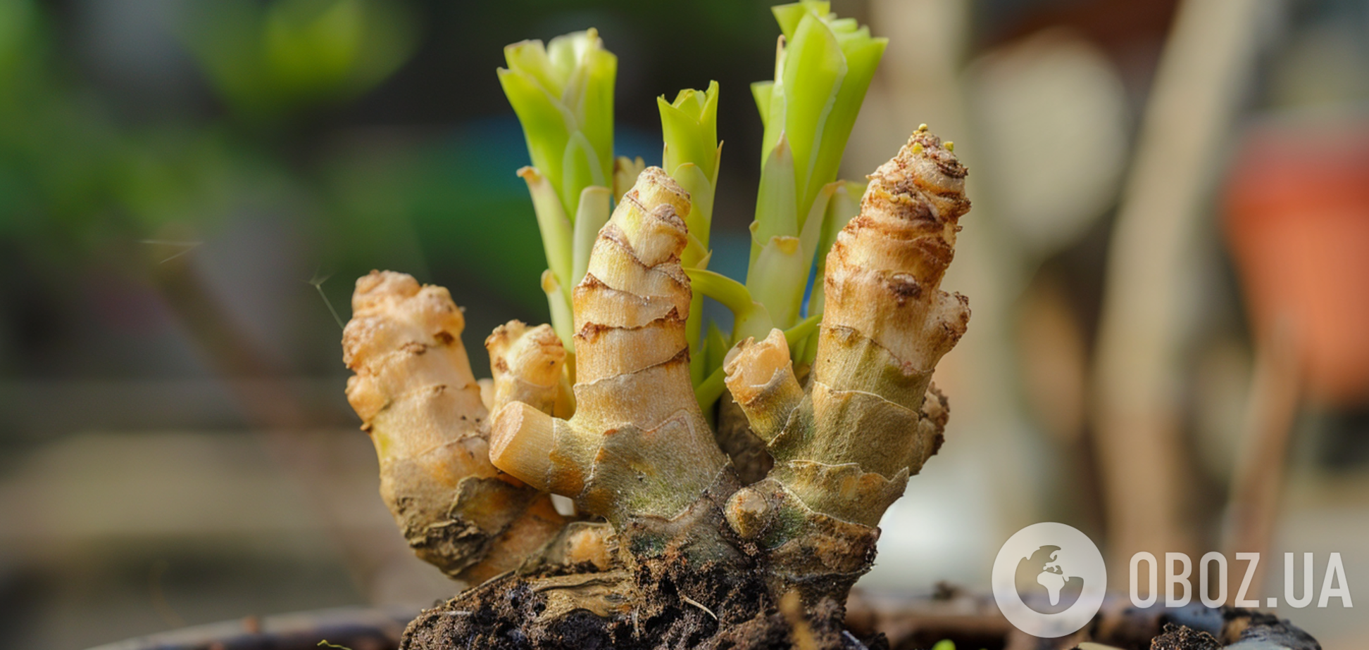 Как вырастить экзотический имбирь на подоконнике: все об уходе за растением
